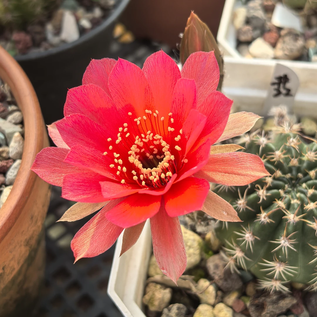 #22丽花仙人球好养勤花开花机器办公室夏日美好绿植