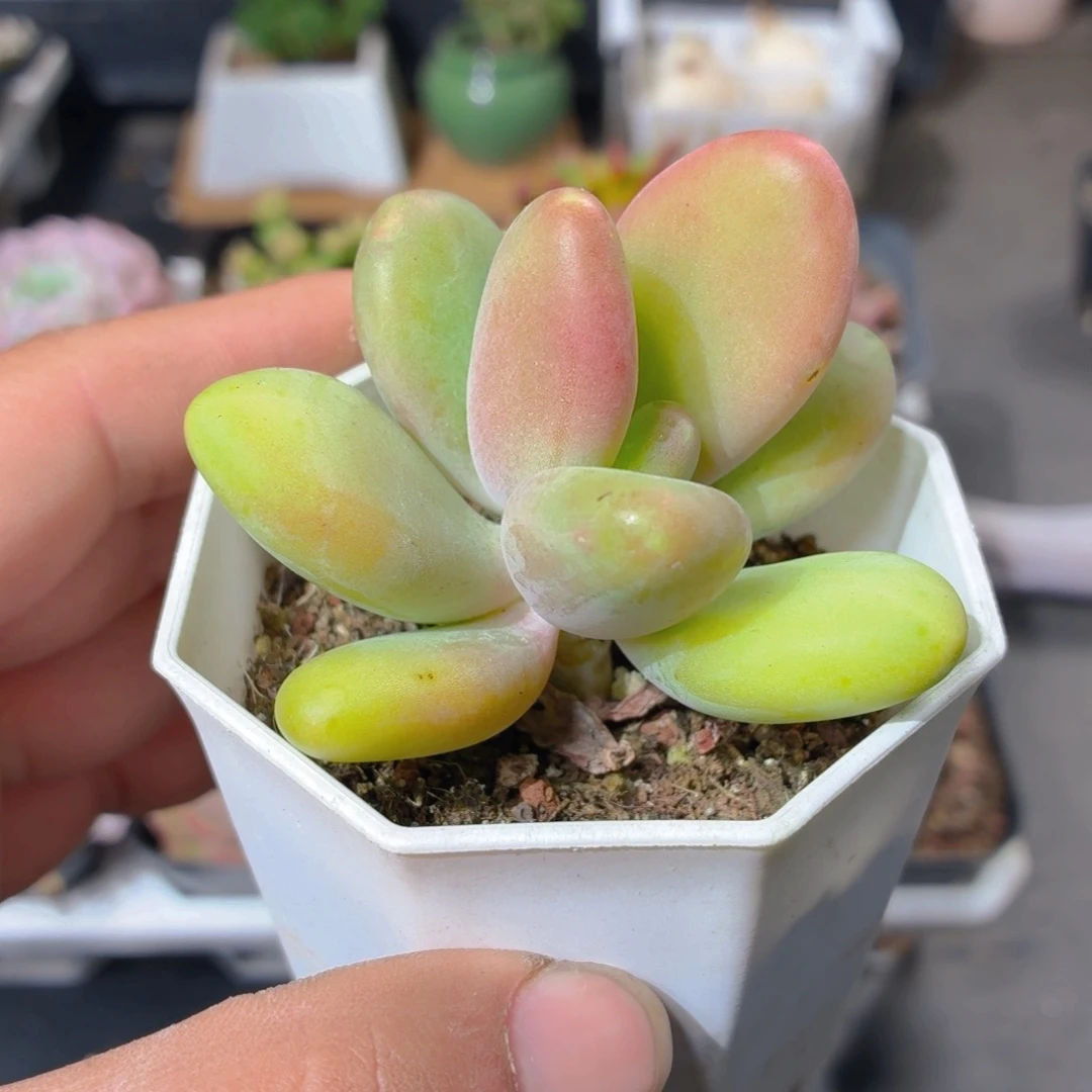 芒果奶多肉9.9包邮发货