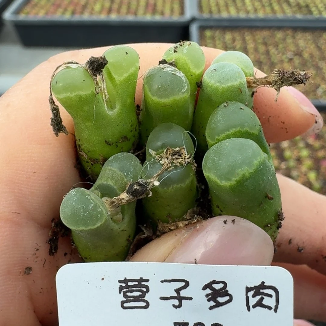 9*709六颗佛度0000000