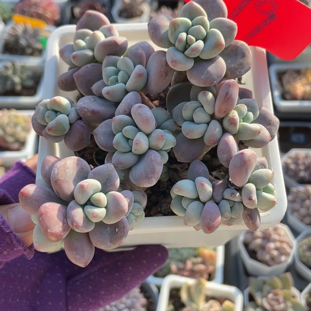 979洛神多肉植物多肉