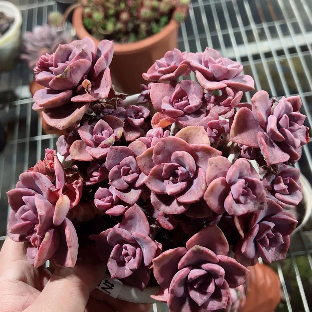 彩虹糖大盆整桩老桩