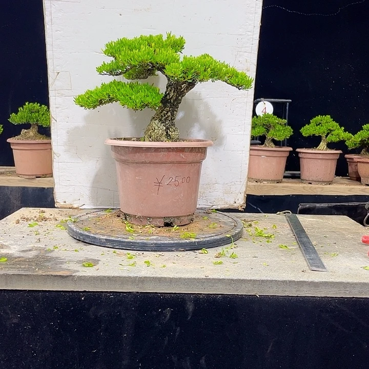 无花朵黄杨盆景四季常绿