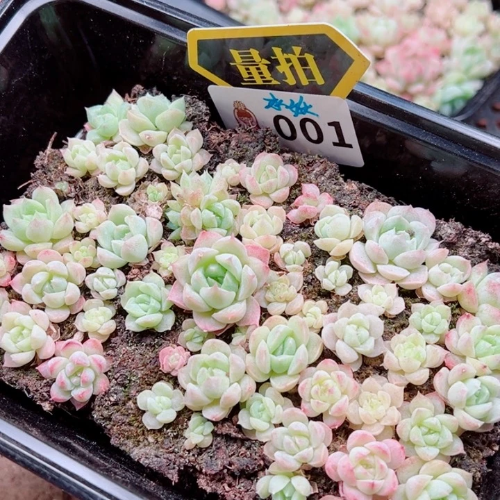 多肉植物多肉植物