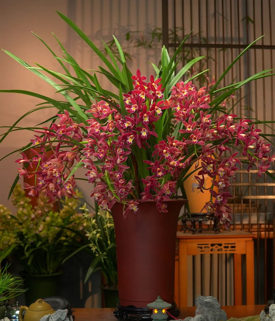 金榜题名【状元红】高端名品 带花苞带花剑  室内外好养易活