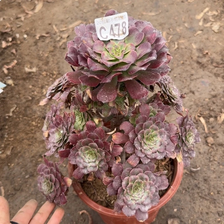 红金刚……多肉植物……