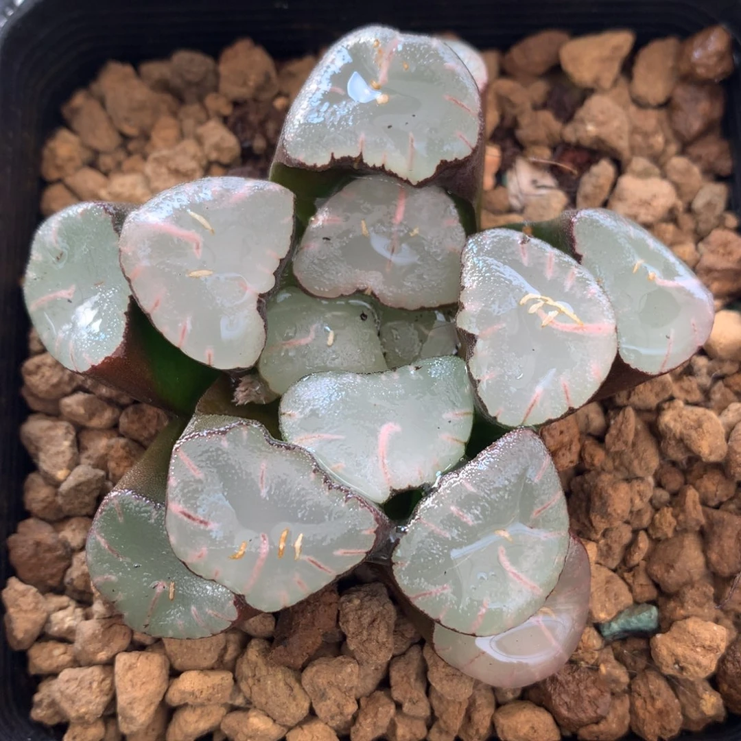 实生万象，带盆发货