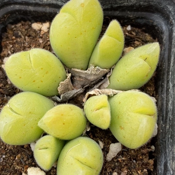 19117长毛毛翠滴一盒