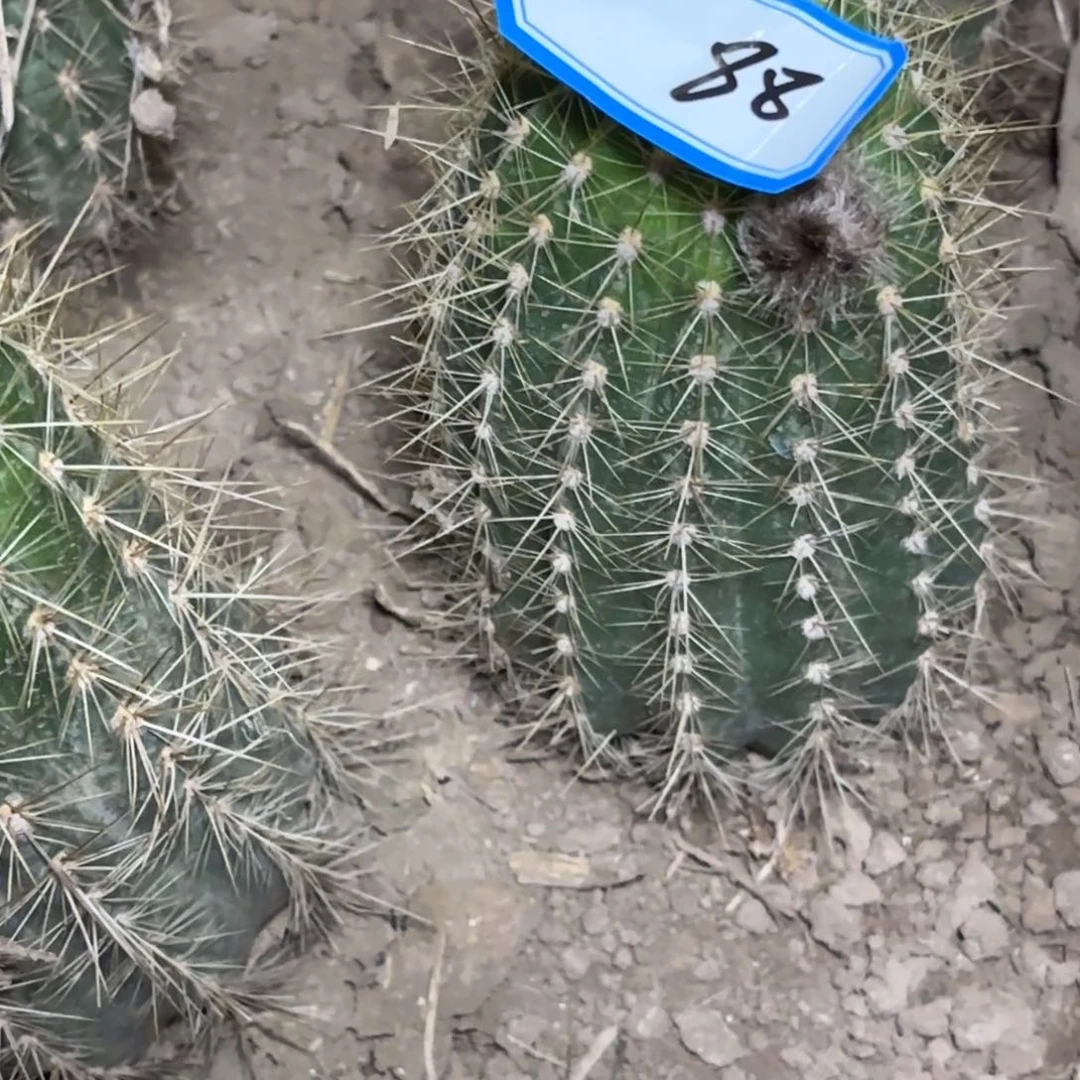 忍88带根仙人球00001柠檬心