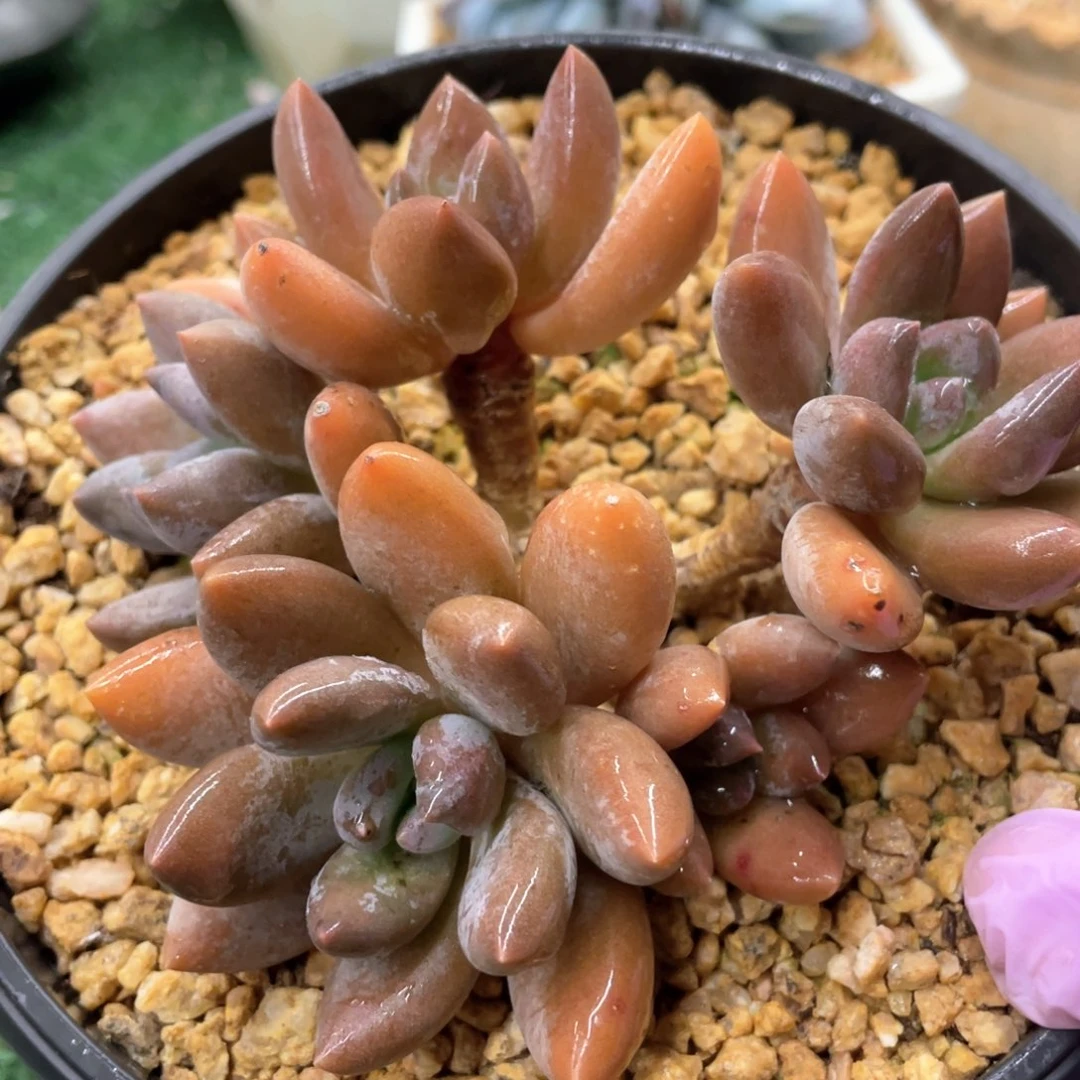 黑加仑一物一拍28包邮非偏远
