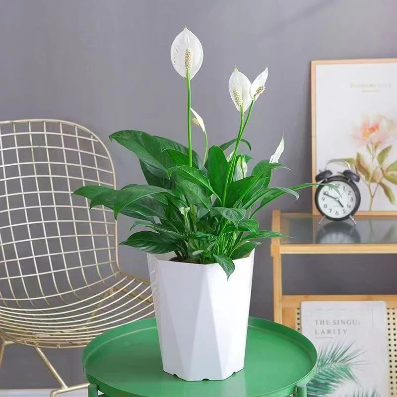 新型树脂白花盆阳台客厅室内花卉绿植适合客厅摆放绿植花盆