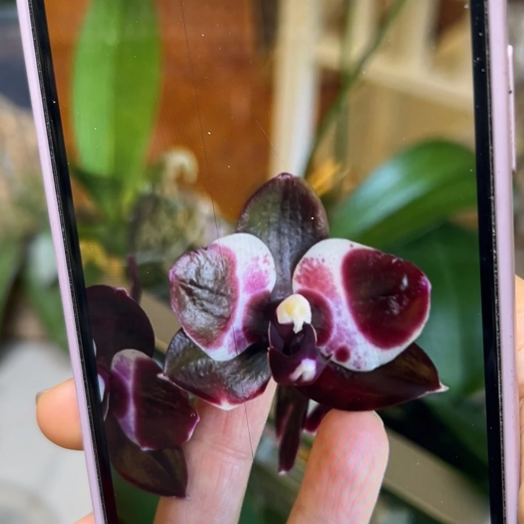当前无花栽培后可以开花弥陀反射黑虎分生