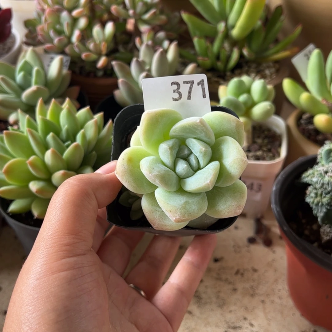 【闪购商品】这****?冰玉。371。111111111