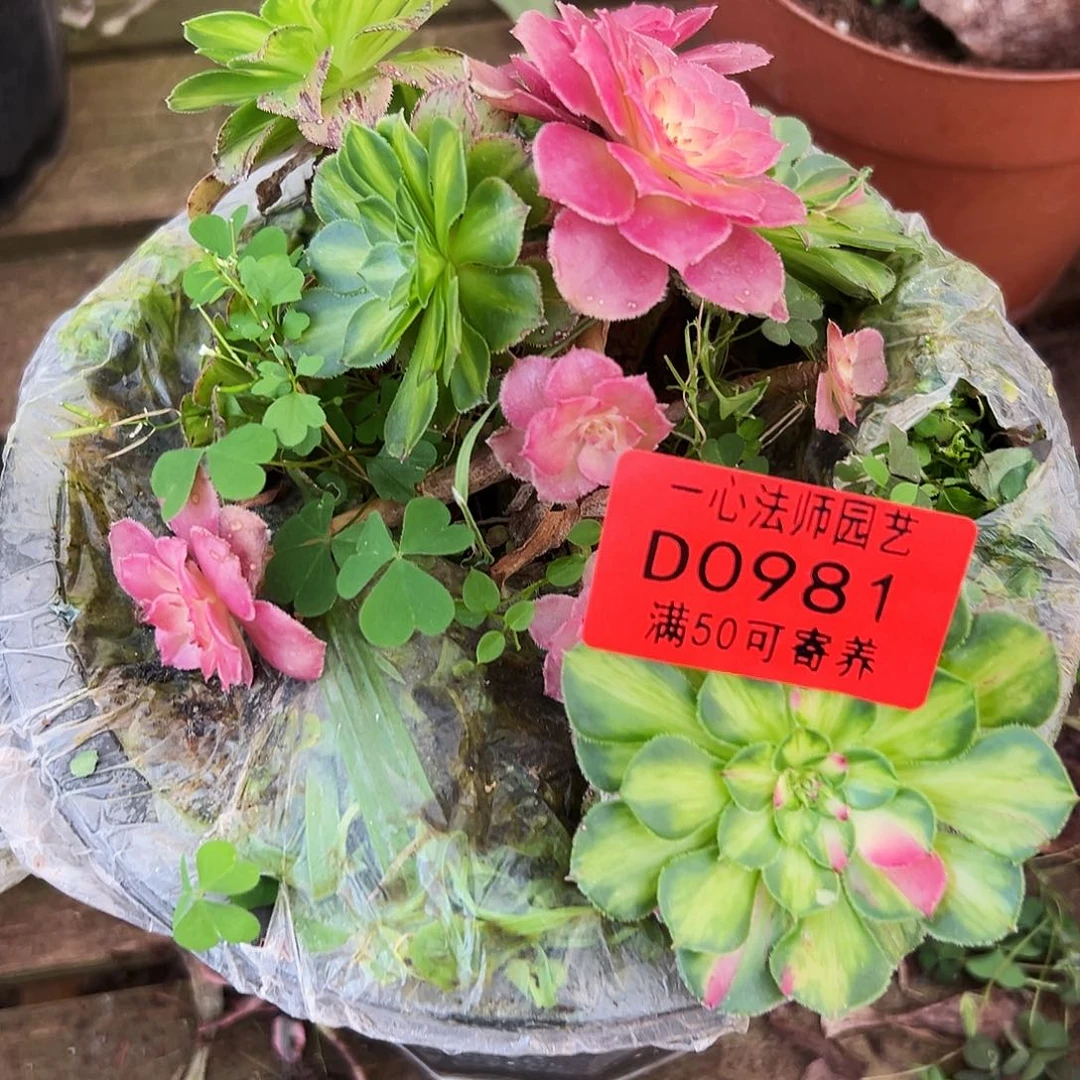 多肉植物多肉植物0981