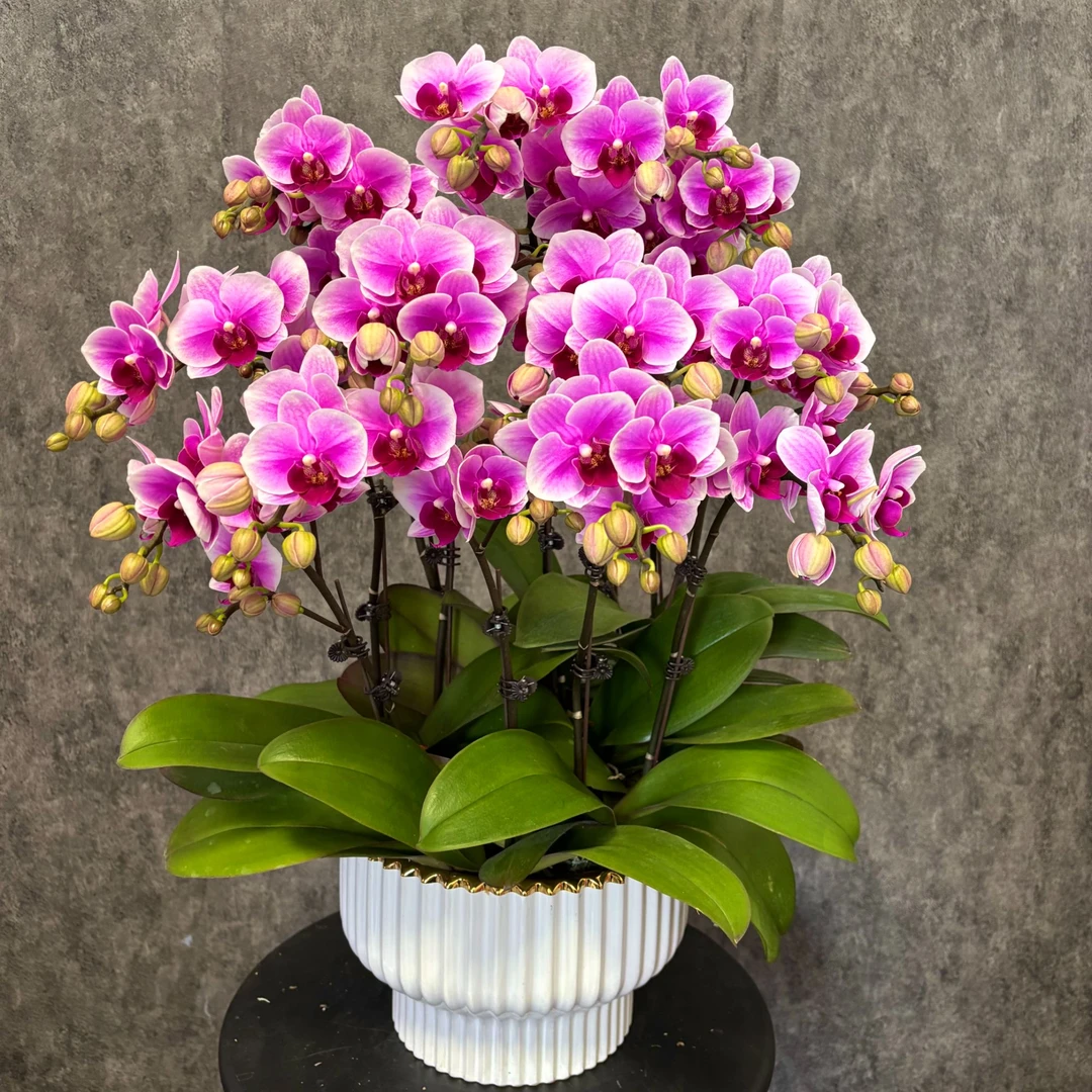 【粉公主-蝴蝶兰】年宵花 定制款 易养花期长 送礼 家居摆件
