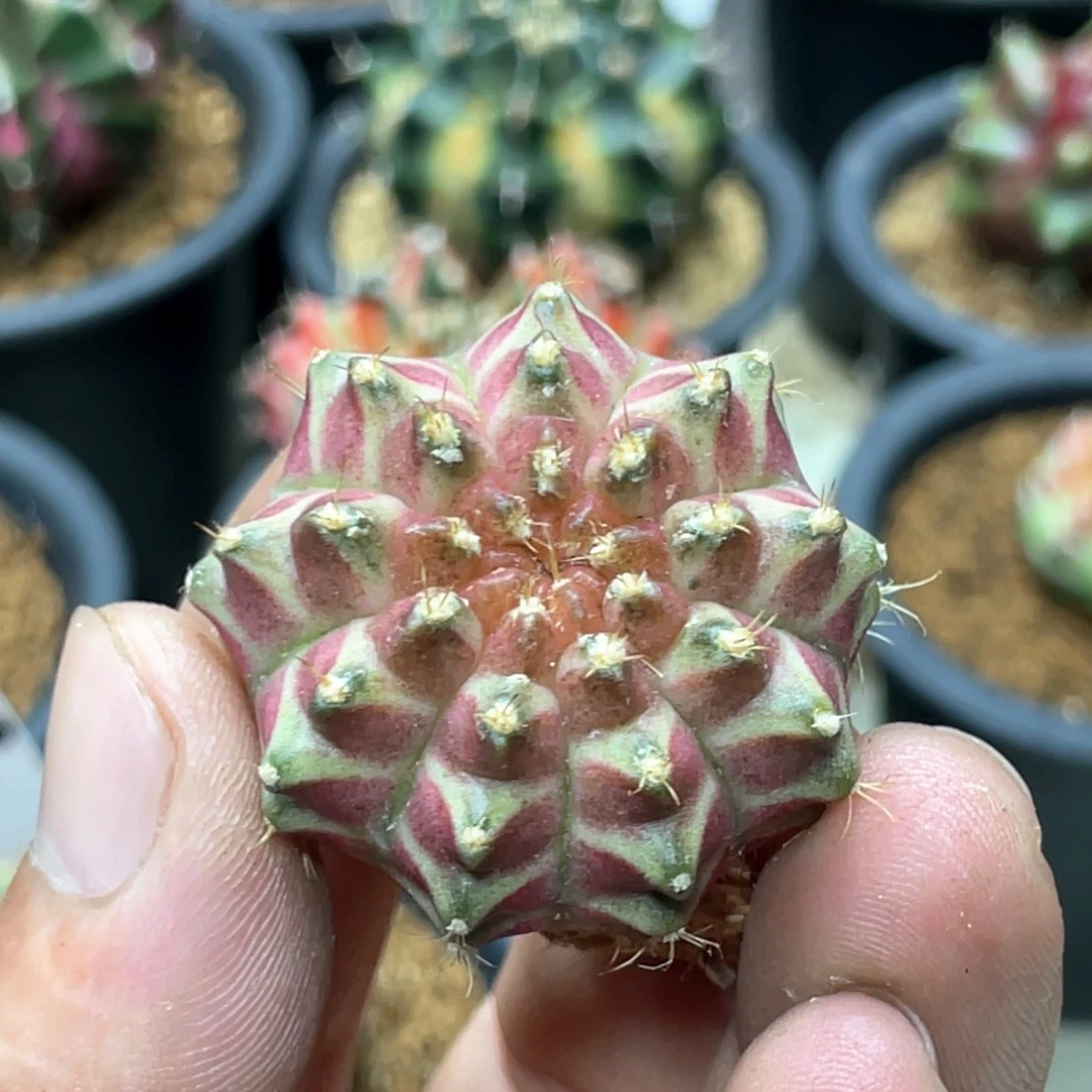 当前无花朵，栽培后可花朵梦想轮回