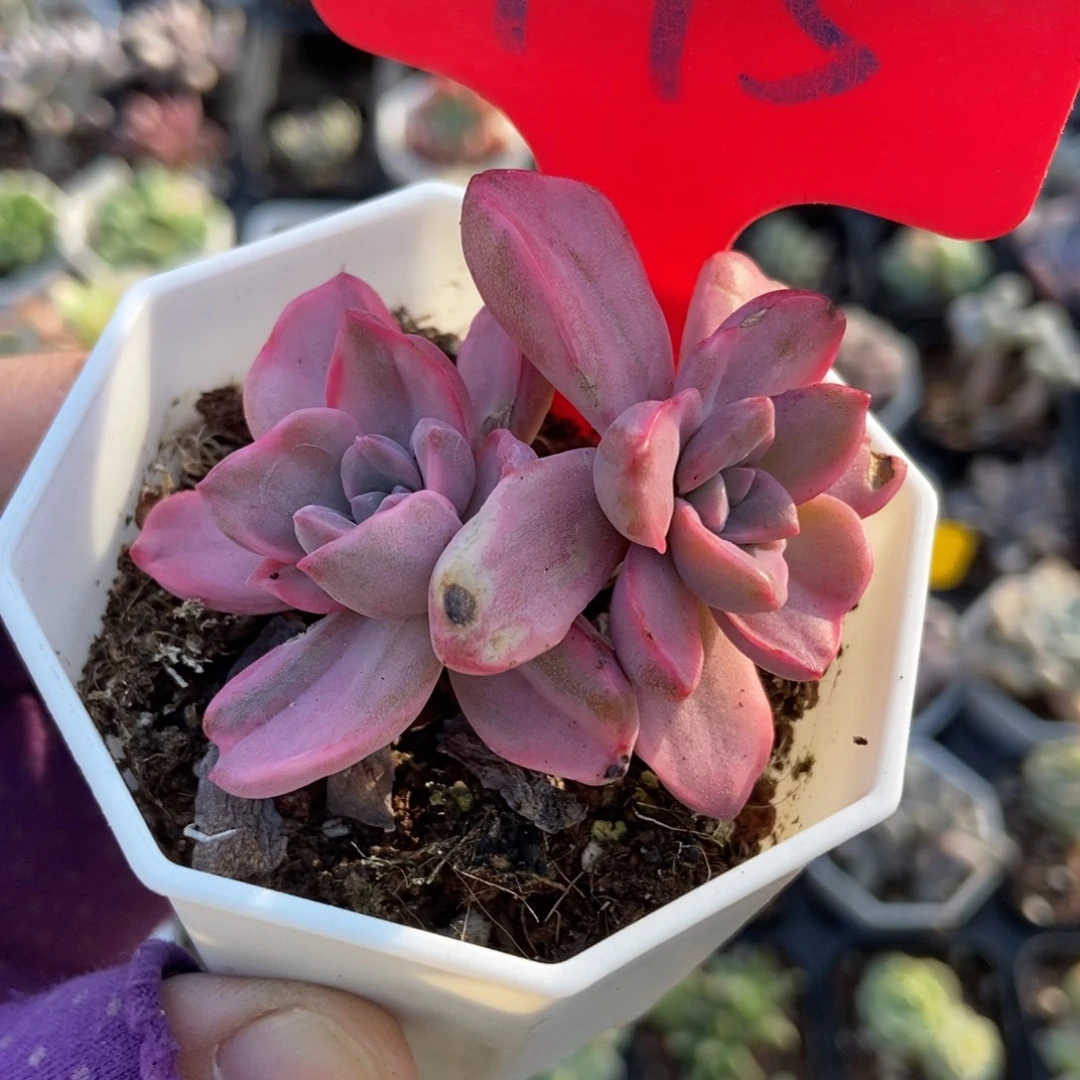 975彩虹糖锦多肉植物