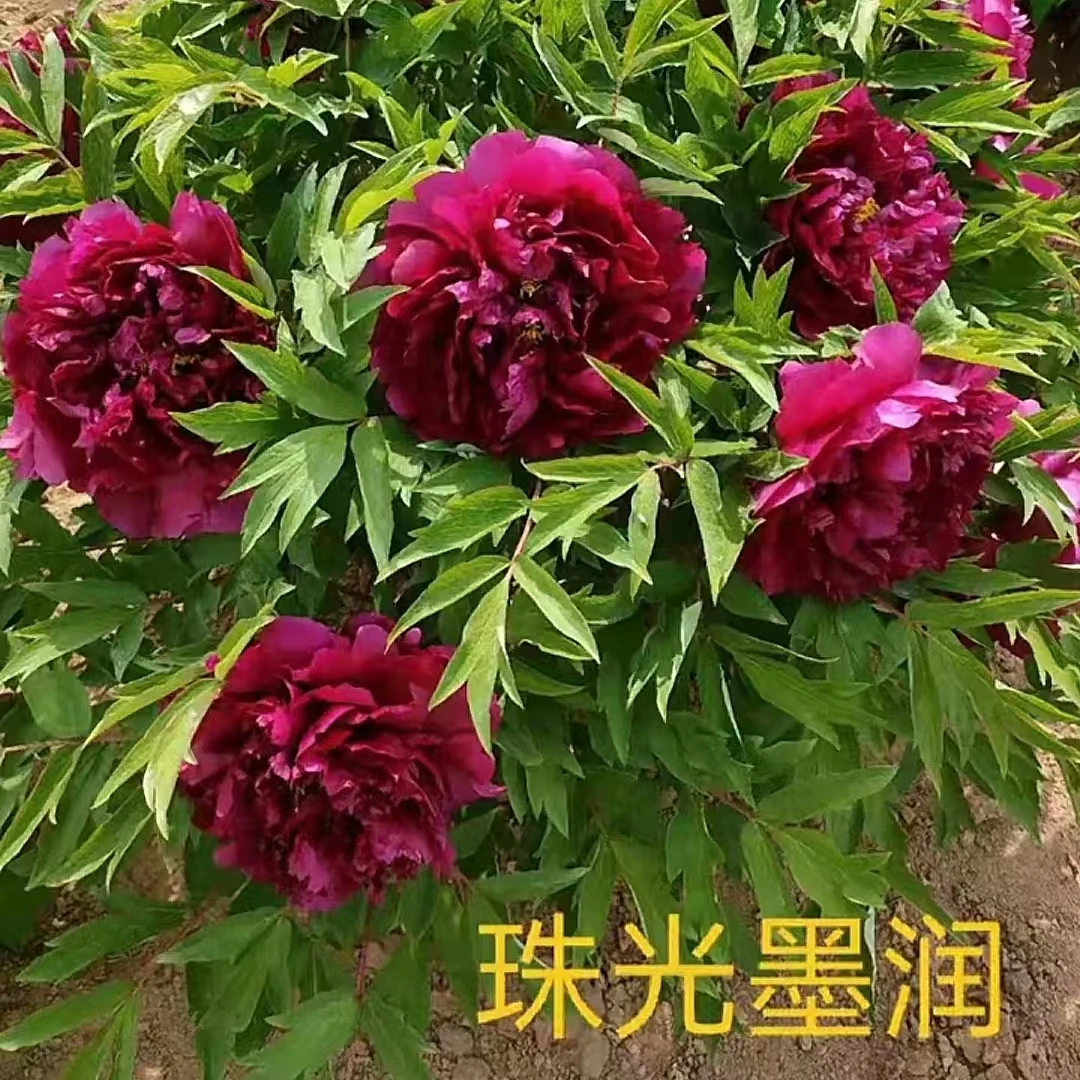 【珠光墨润】黑色系 重瓣观赏牡丹 别墅庭院带土球发货