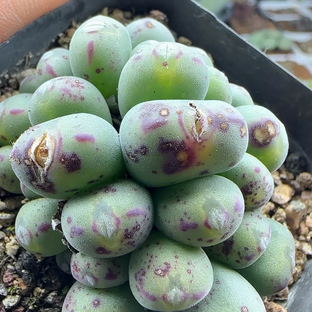 28包邮脱土发货26009