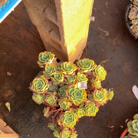 逆*1437柠檬玫瑰多肉