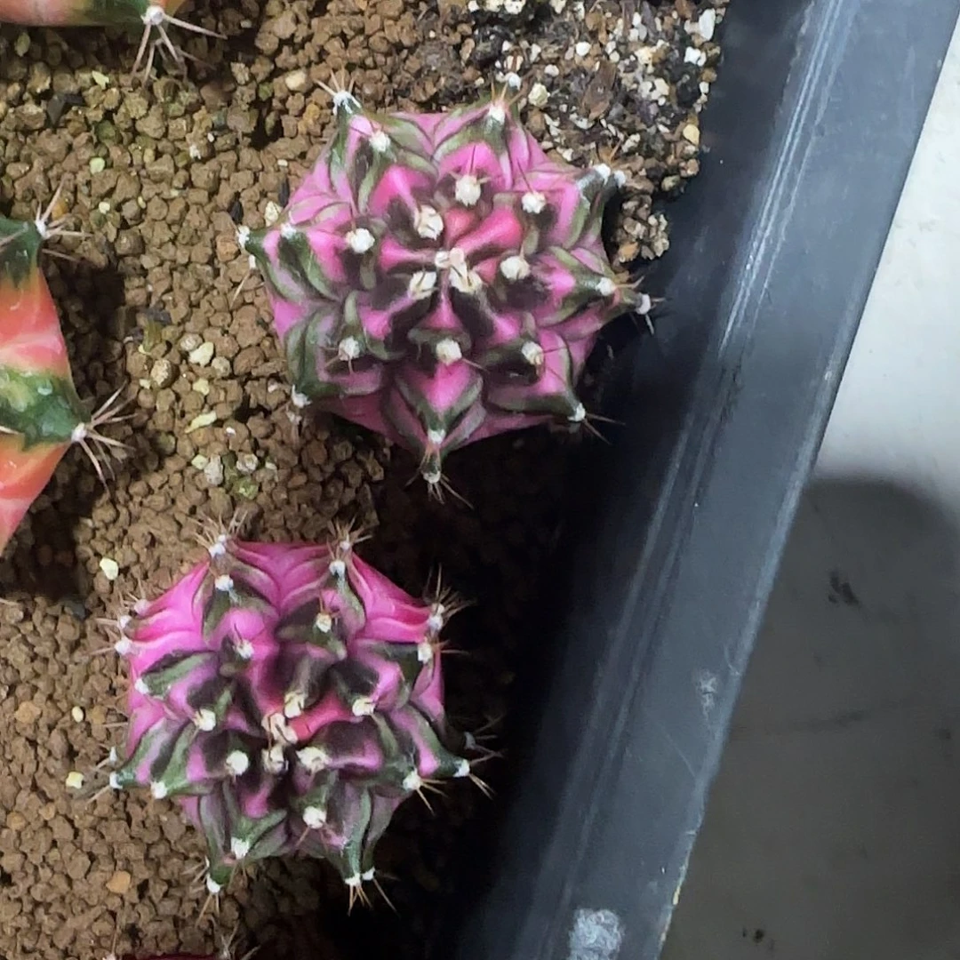 L802-1220泰国发货 金莲