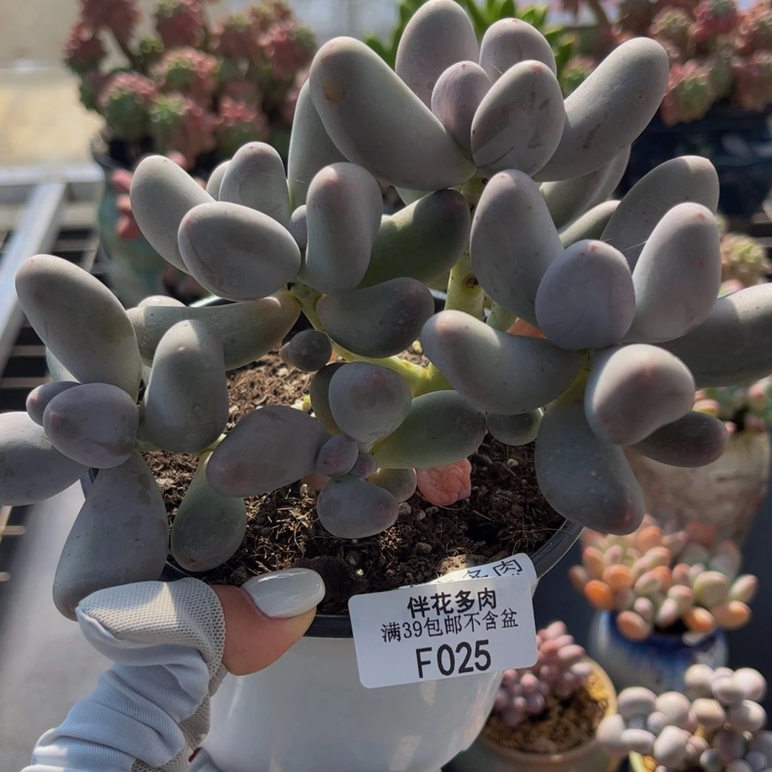 025-米可奶酪多肉12cm