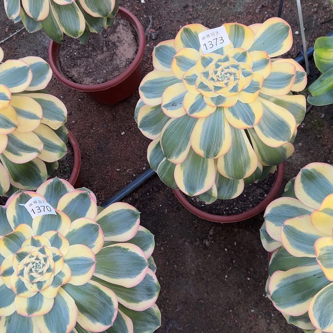 多肉植物王妃1373