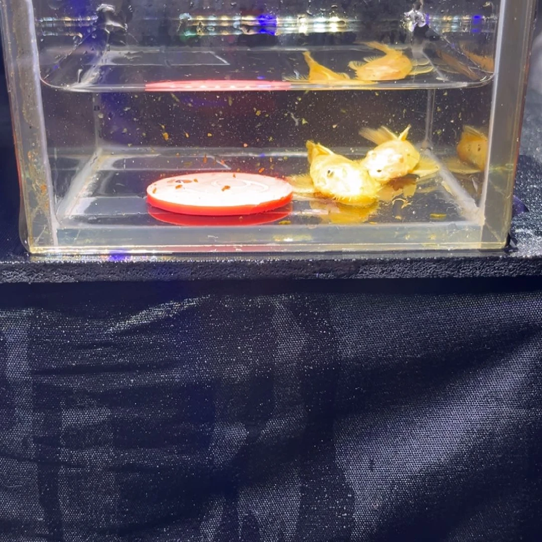 孔雀鱼孔雀鱼孔雀鱼