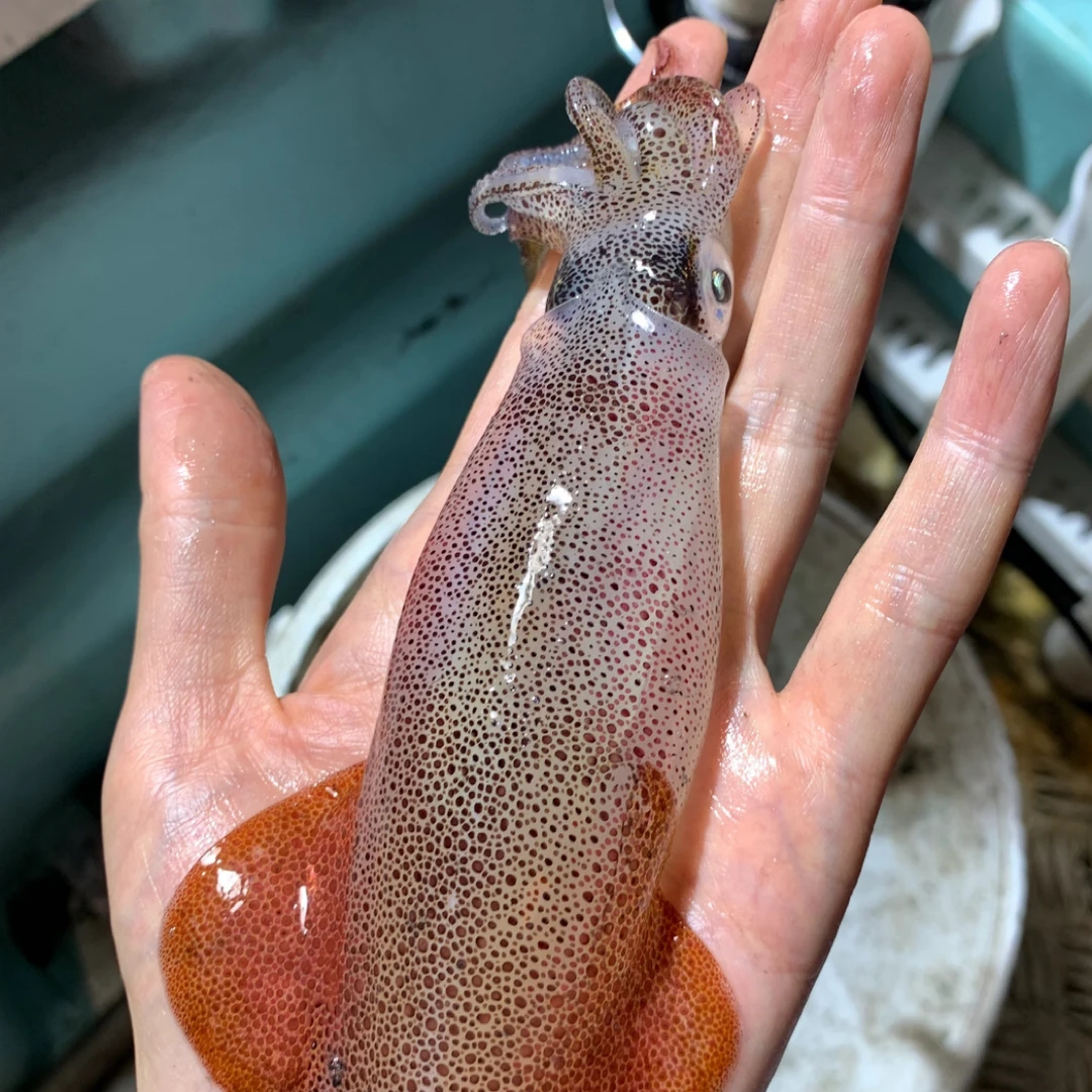 （鱿仔）北部湾本港船冻鱿鱼