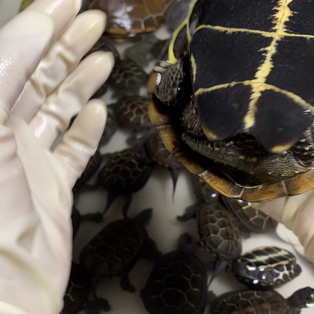 绿毛龟公777777777777777