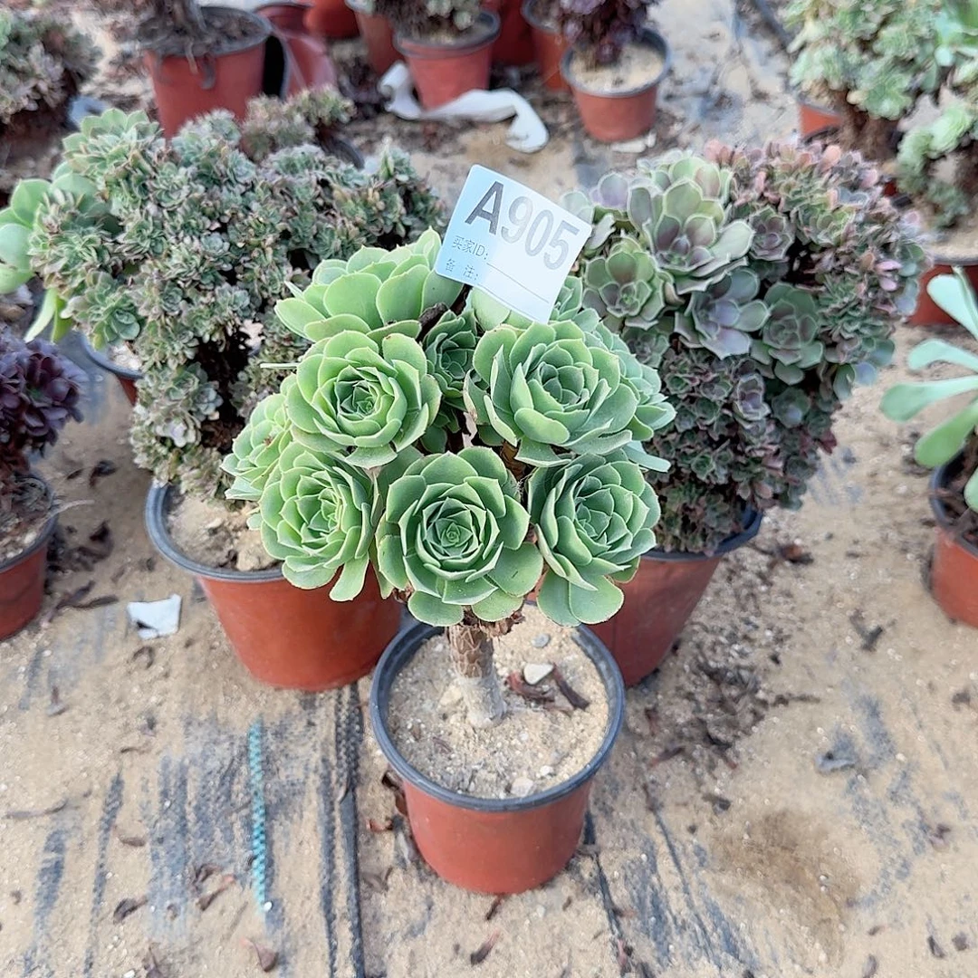 905玫瑰万缀绿手捧微瑕共3颗