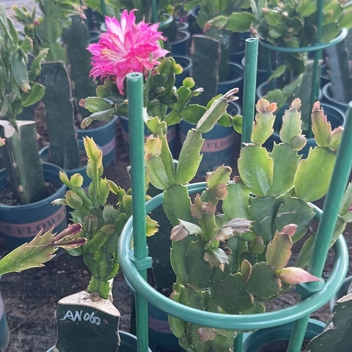 無***氏20号白重000000000