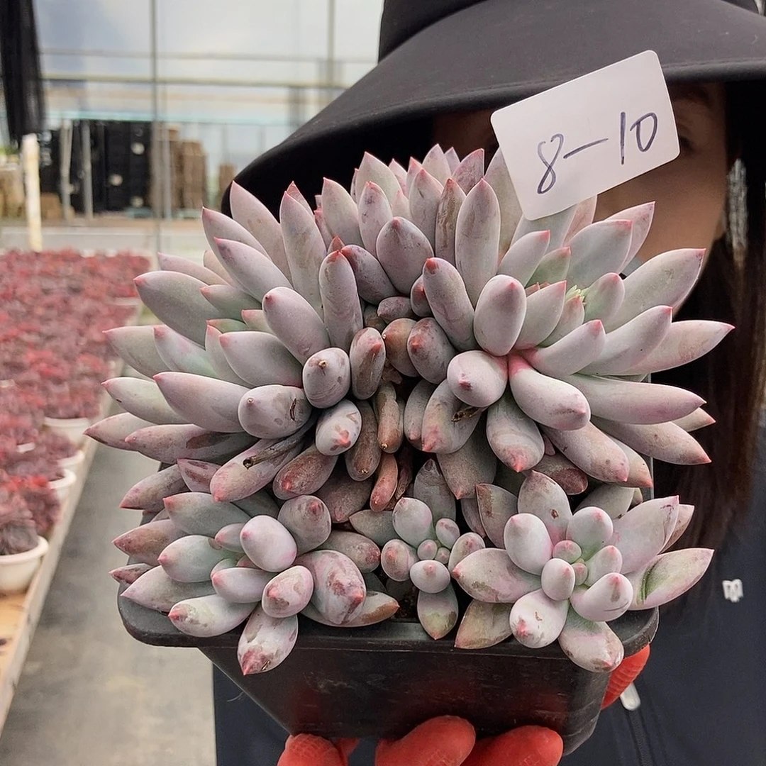 8-10胖体所罗门群14公分随机