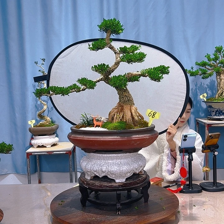 无花朵广东皱皮雀舌黄杨