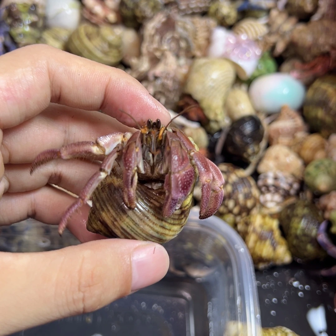 紫色魔女灰白寄居蟹