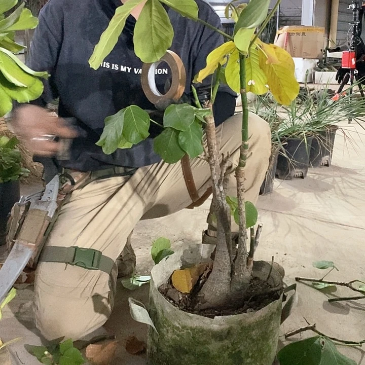 1号龟纹木棉。