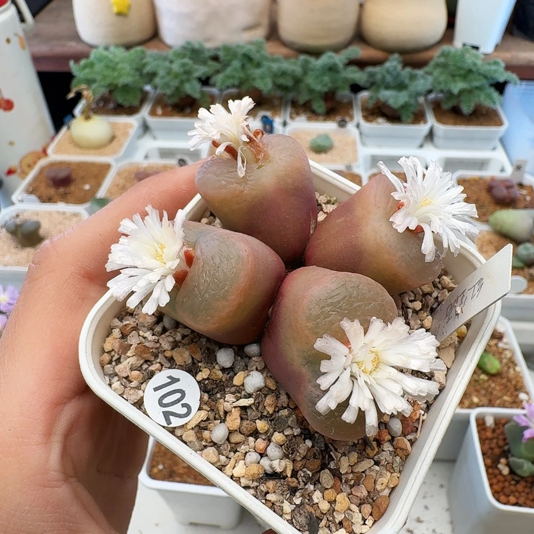 20包邮默认脱土发货102