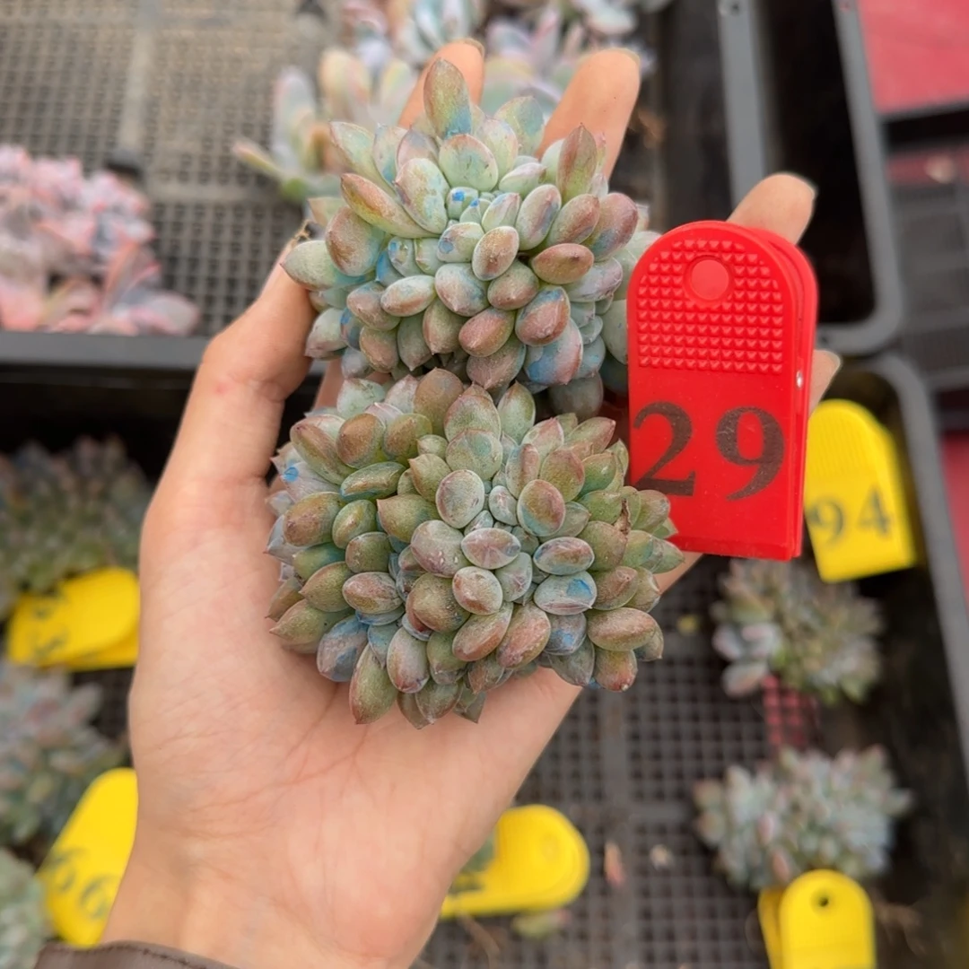 星影缀化两颗一物一拍29