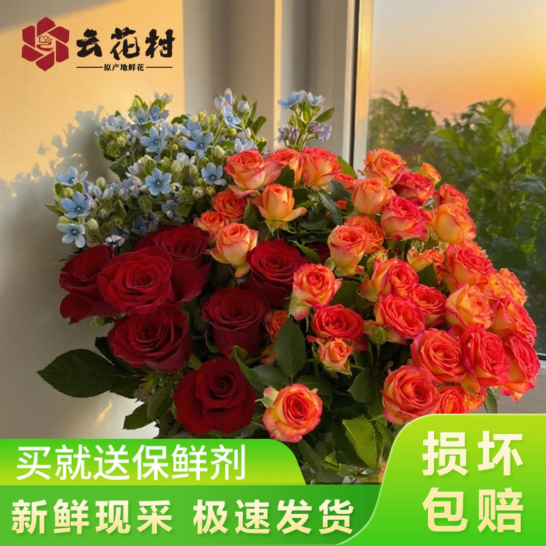 【高原红玫瑰10支+爱丽丝泡泡10支+蓝星花1扎】任意两件发顺丰套餐