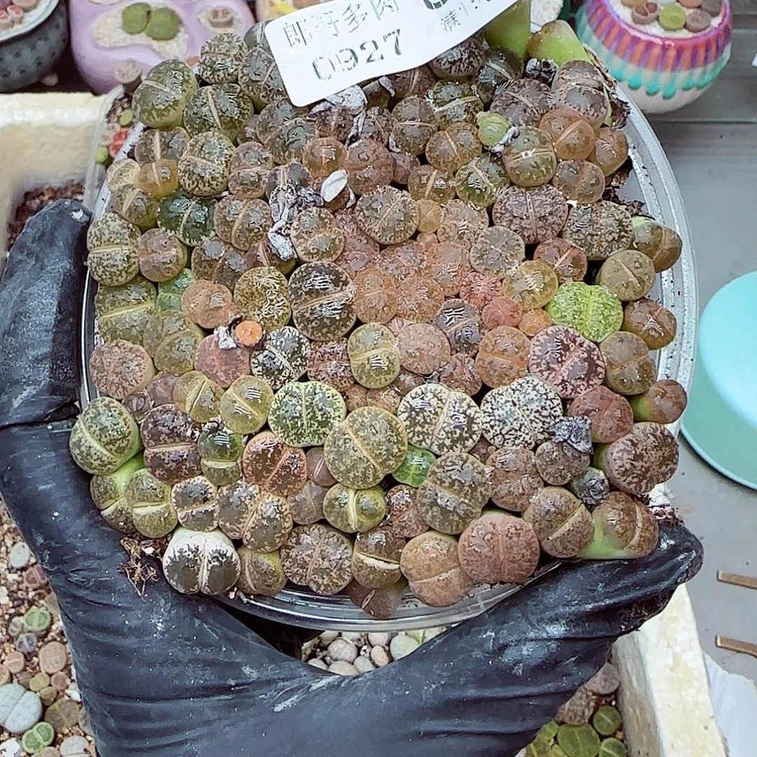生石花满18包邮0927-83