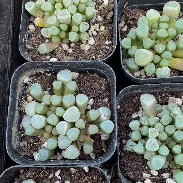 五十铃玉2.8带盆