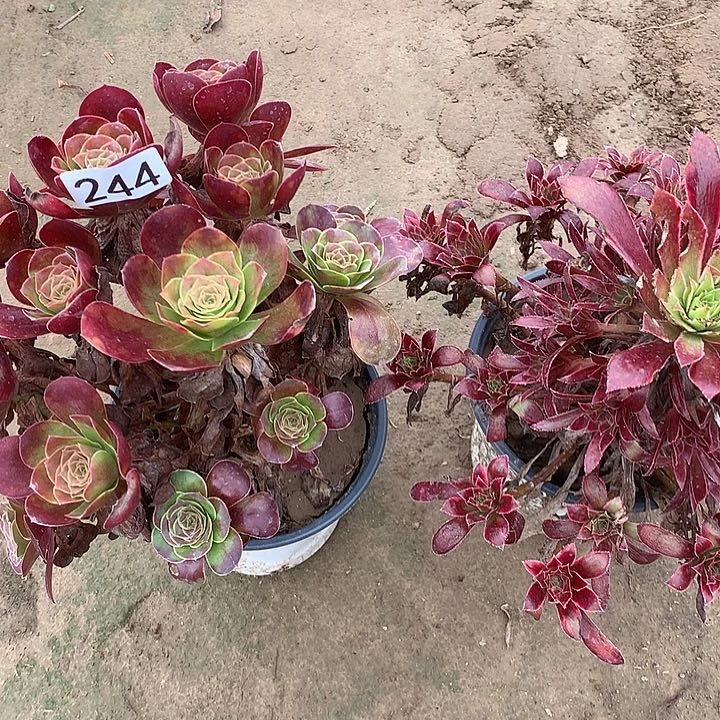 无花朵244魅金➕孔雀有虫眼