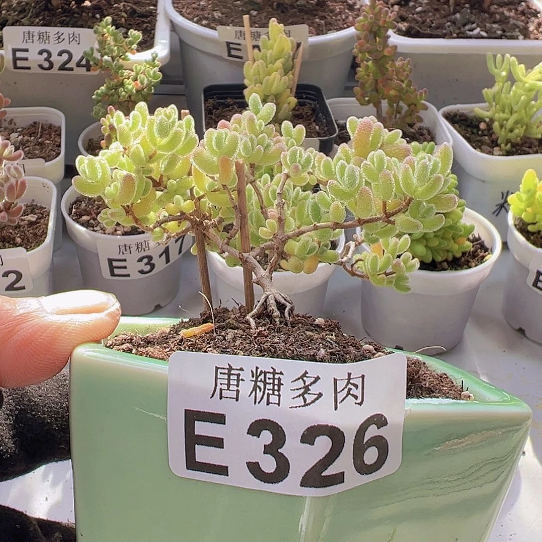 冰晶枝干番杏326