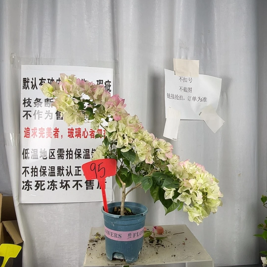 当前无花栽培后可以开花95暗斑绿樱盆苗