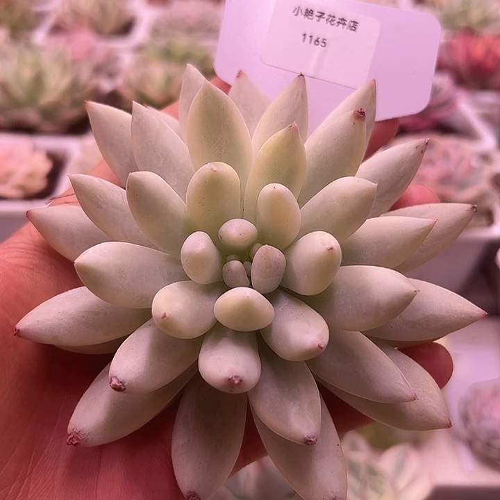 1165号所罗门锦多肉