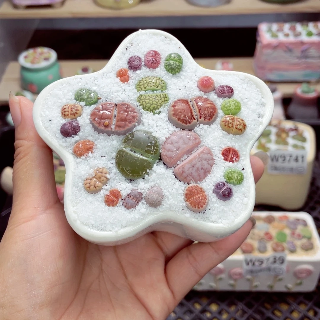 w9744 带盆土发货一物一拍