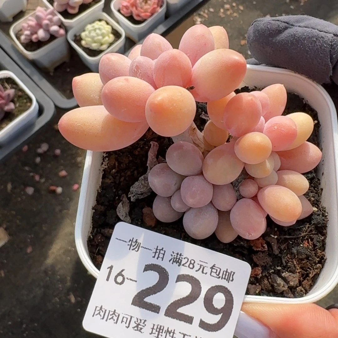 汤圆无盆土发货无