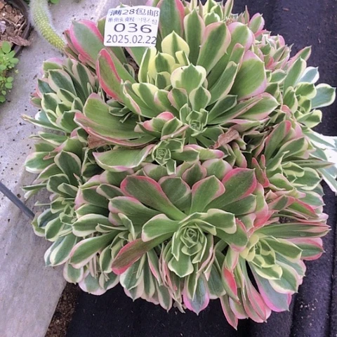 22-36白风多肉植物