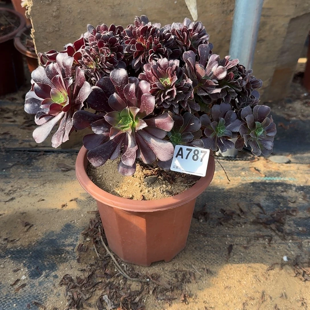 787欧紫一颗满28包邮