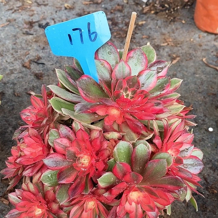 176 一颗黑魔禁法师多肉