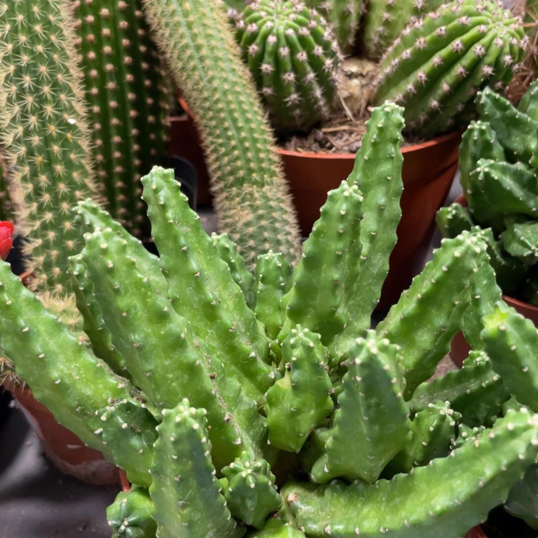 群生多头桃太郎一杯大杯